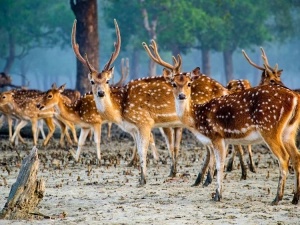 Hiron Point (Nilkomol)