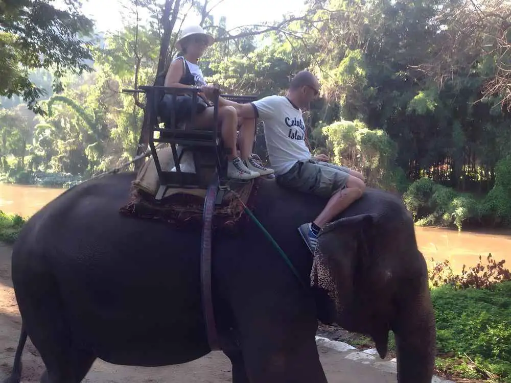 Chiang Mai Maetaeng Elephant Park Tour Discover Majestic Elephants