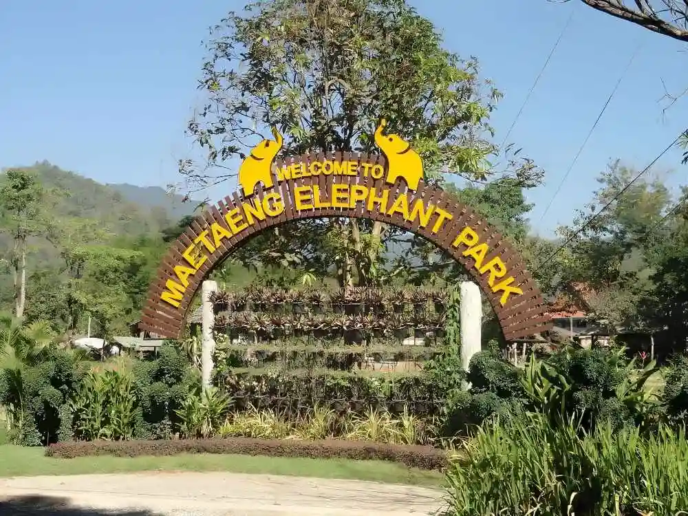 Chiang Mai Maetaeng Elephant Park Tour Discover Majestic Elephants