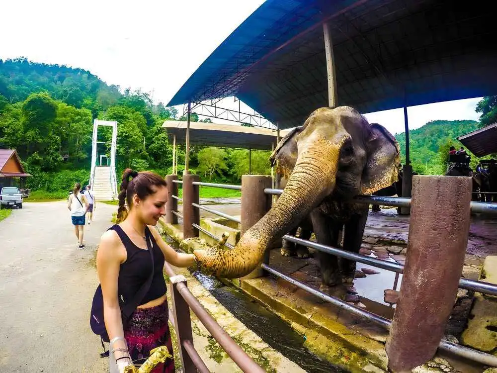Chiang Mai Maetaeng Elephant Park Tour Discover Majestic Elephants