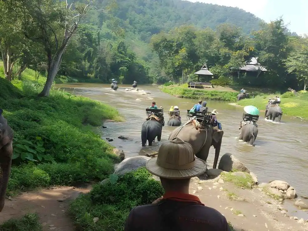 Chiang Mai Maetaeng Elephant Park Tour Discover Majestic Elephants
