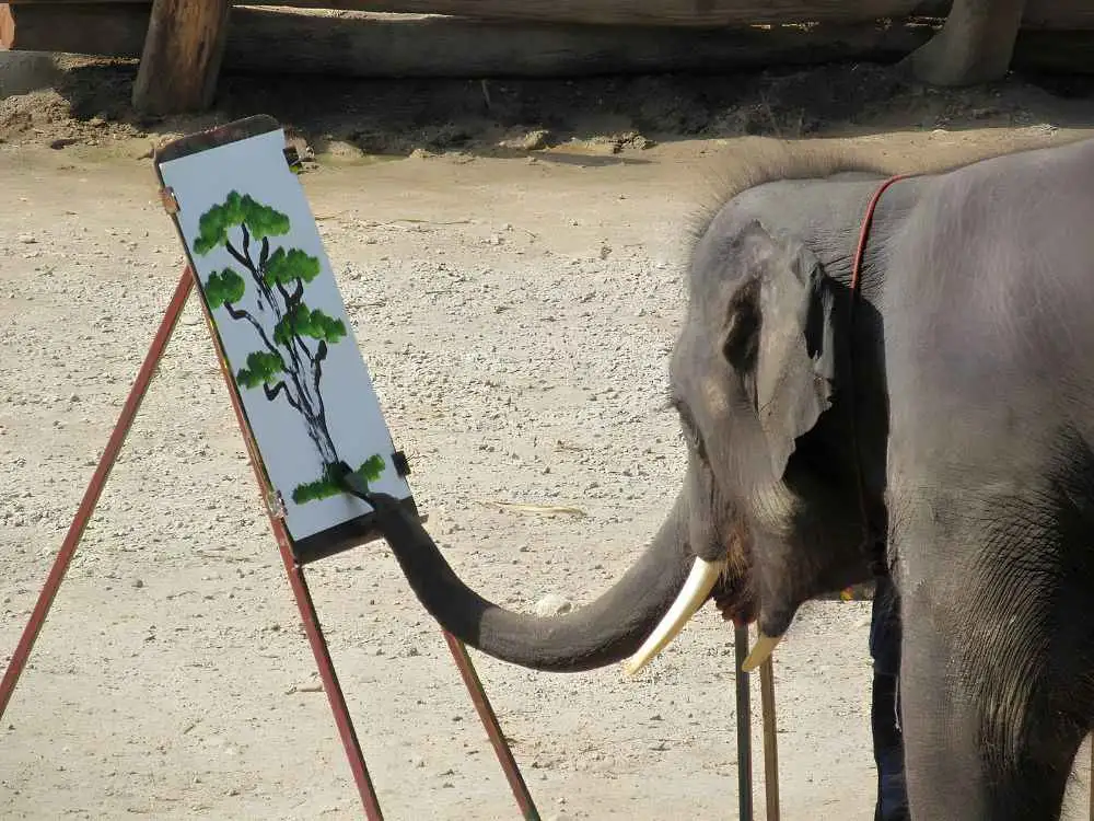 Chiang Mai Maetaeng Elephant Park Tour Discover Majestic Elephants