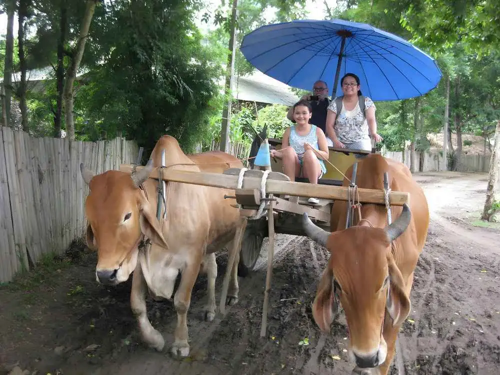 Chiang Mai Maetaeng Elephant Park Tour Discover Majestic Elephants