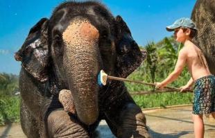 Morning Bliss: Half Day Phuket Elephant Care Sanctuary Tour