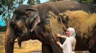 Afternoon Serenity: Elephant Sanctuary Phuket Thailand Tour