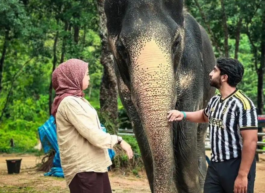 Afternoon Serenity: Elephant Sanctuary Phuket Thailand Tour